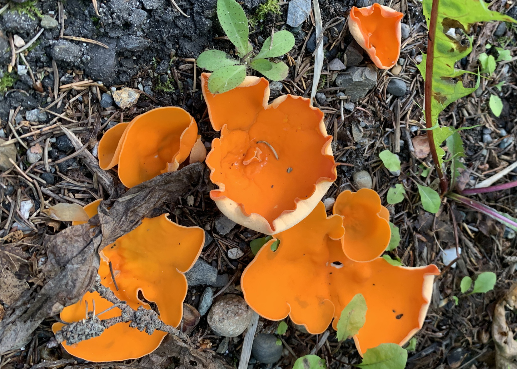 Orange peel fungus