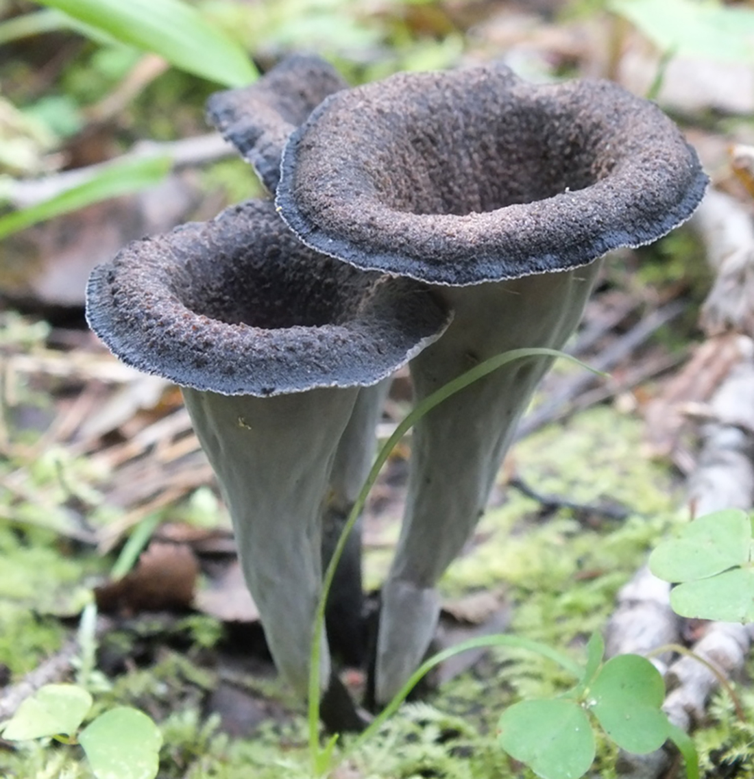 Fruiting Body identification