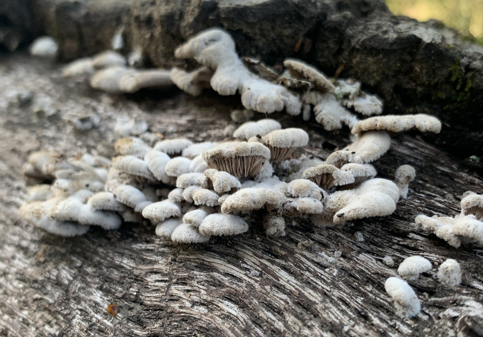 Schizophyllum commune