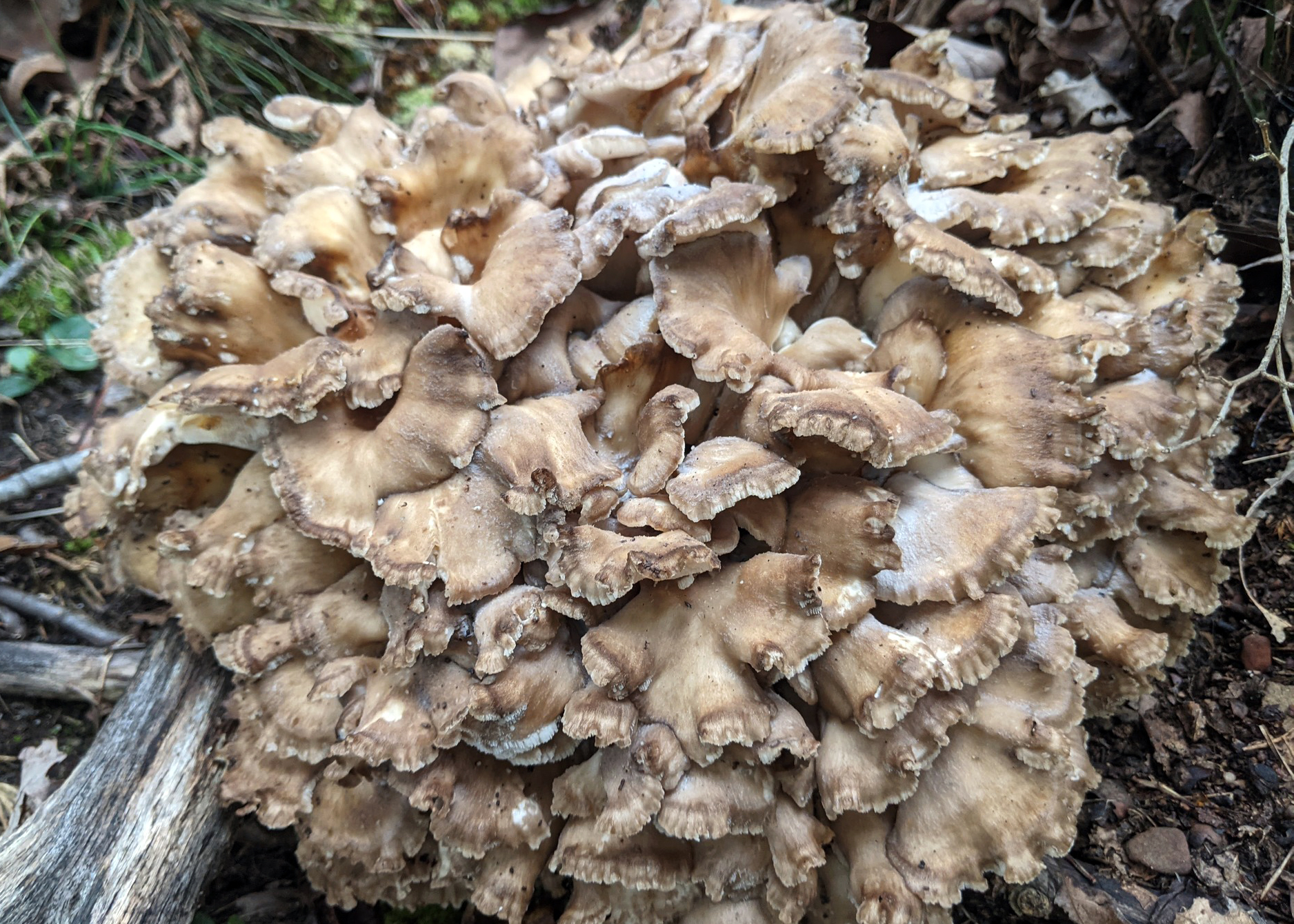 Hen of the woods