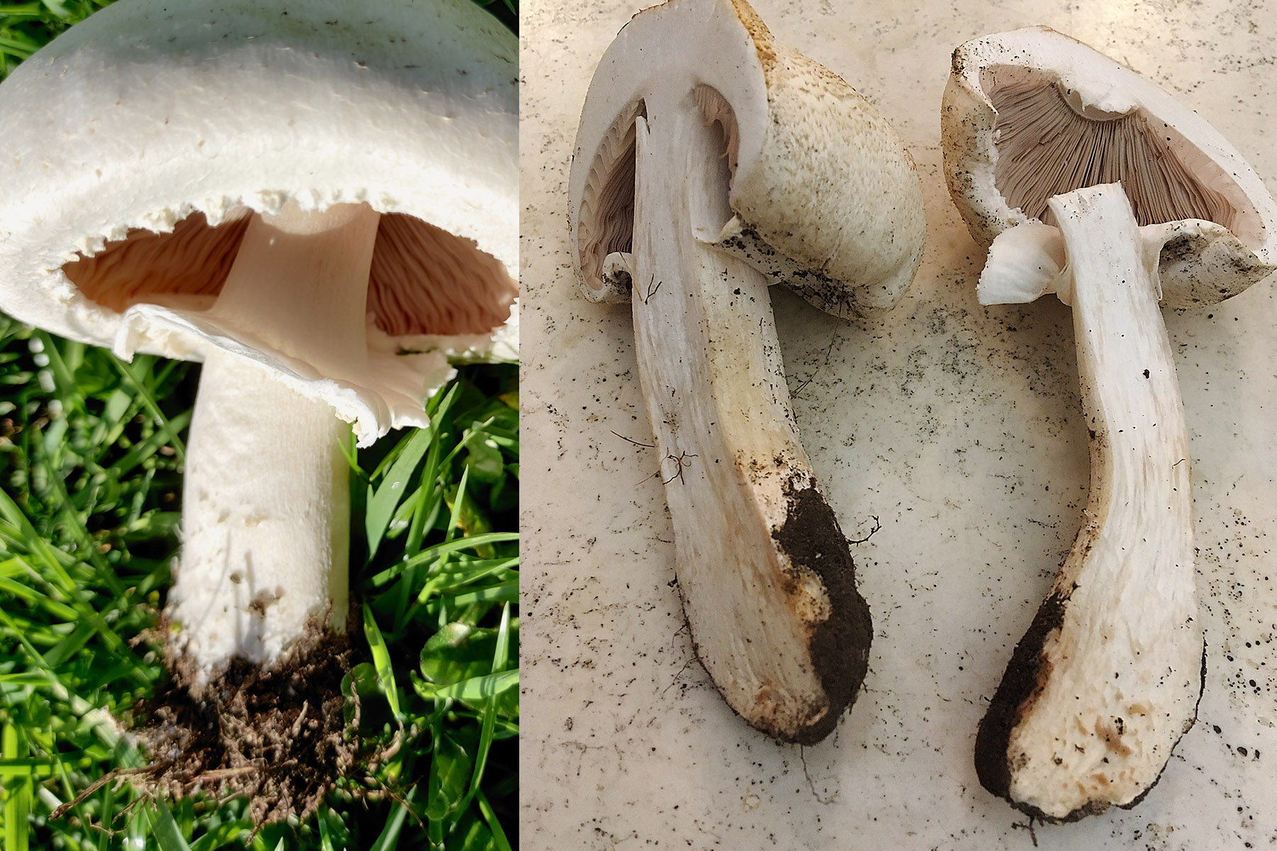 Stem identification
