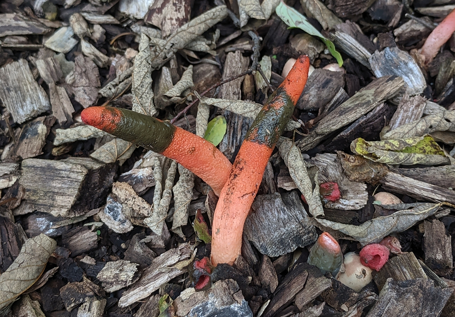 Elegant stinkhorn