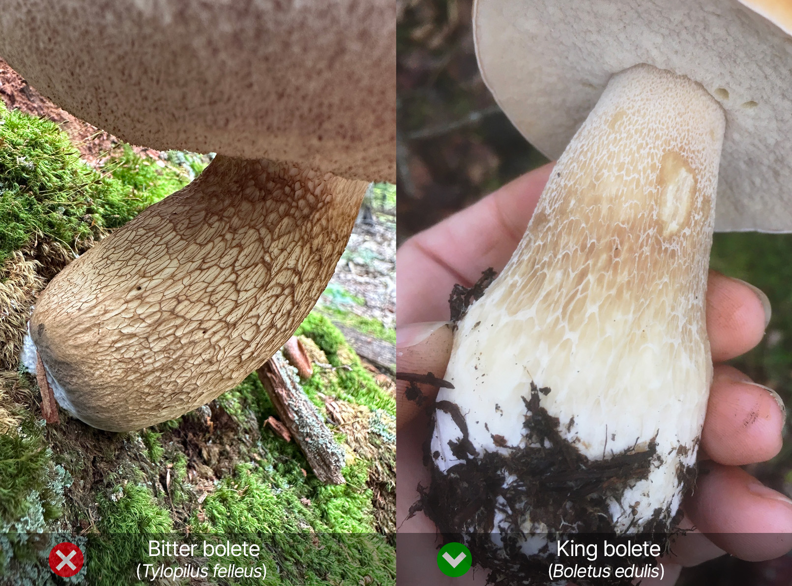 Stem identification