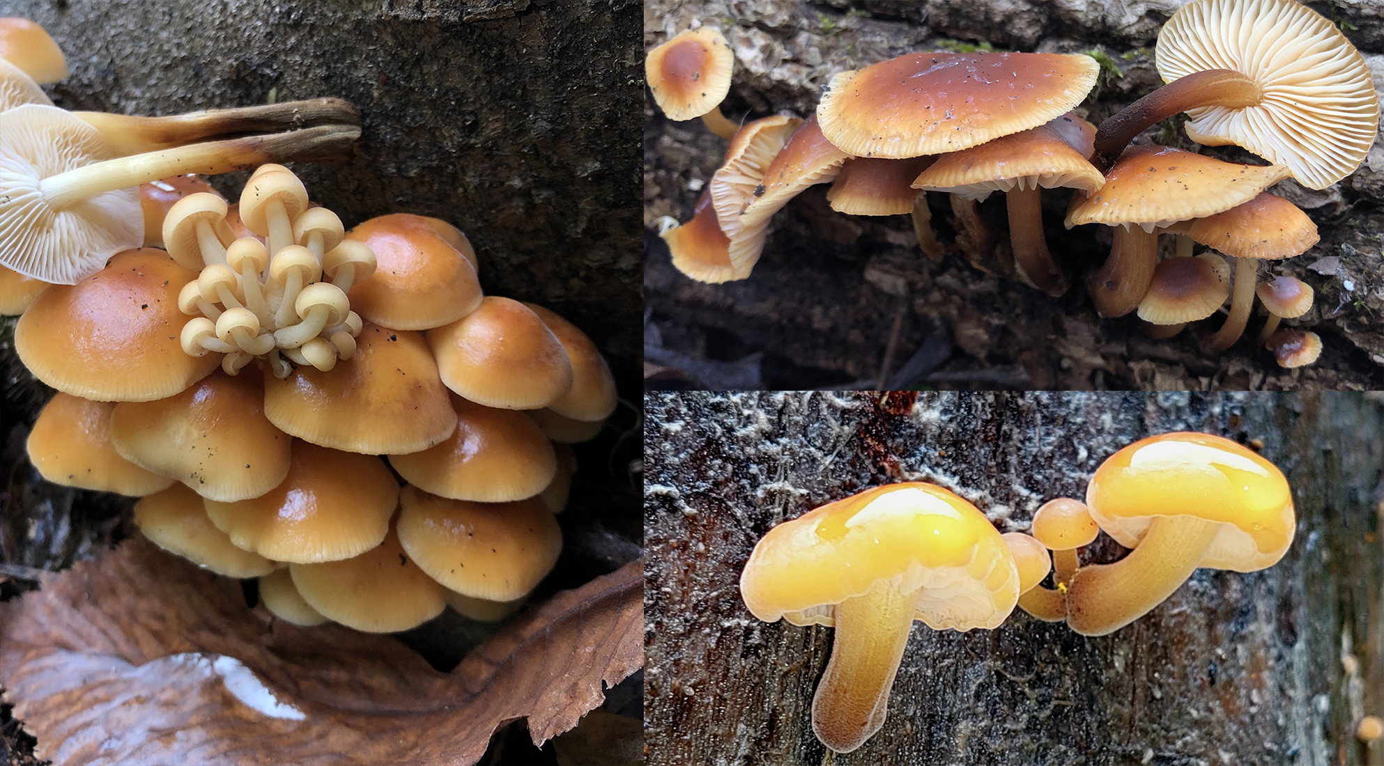 Cap identification