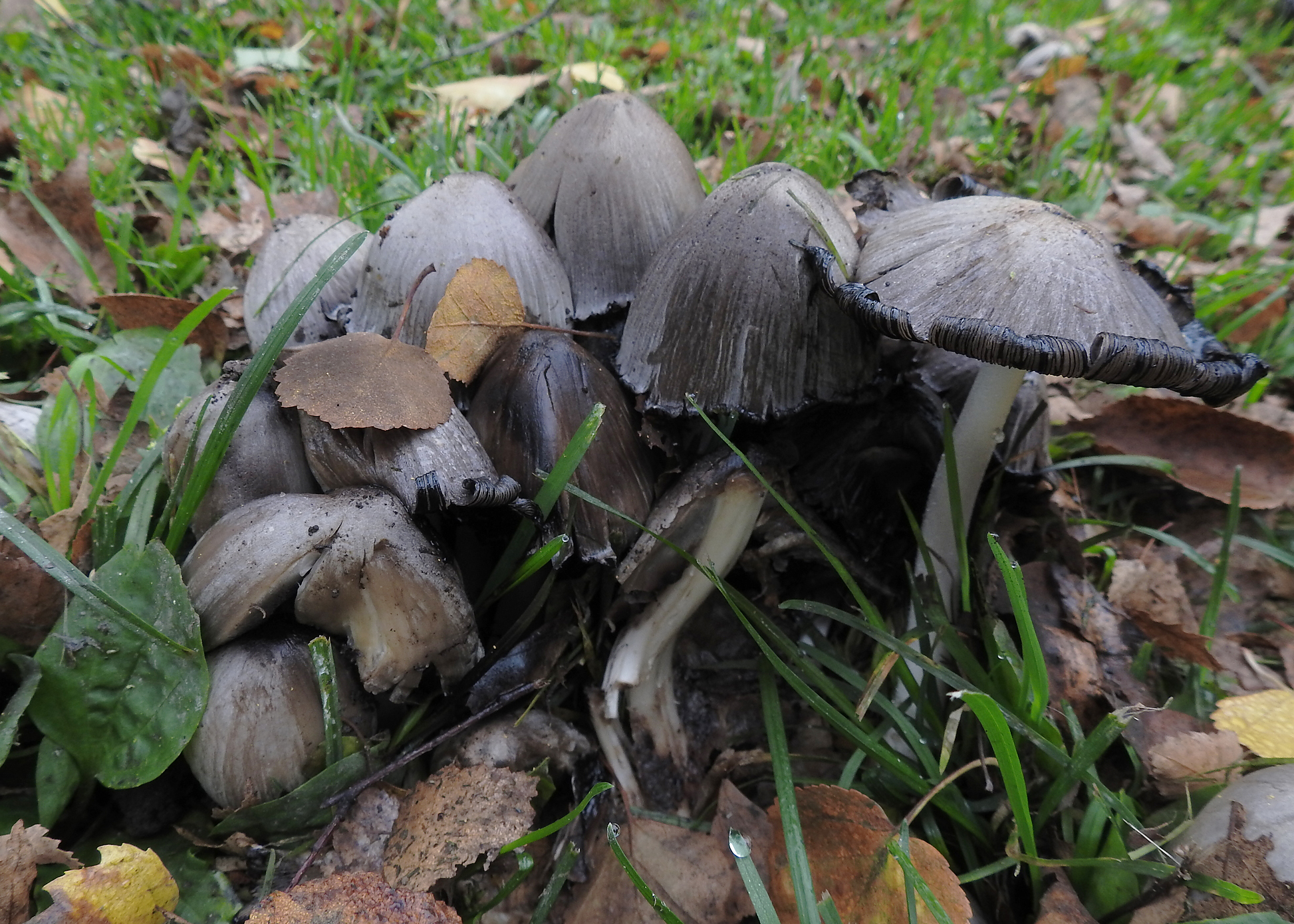Common ink cap