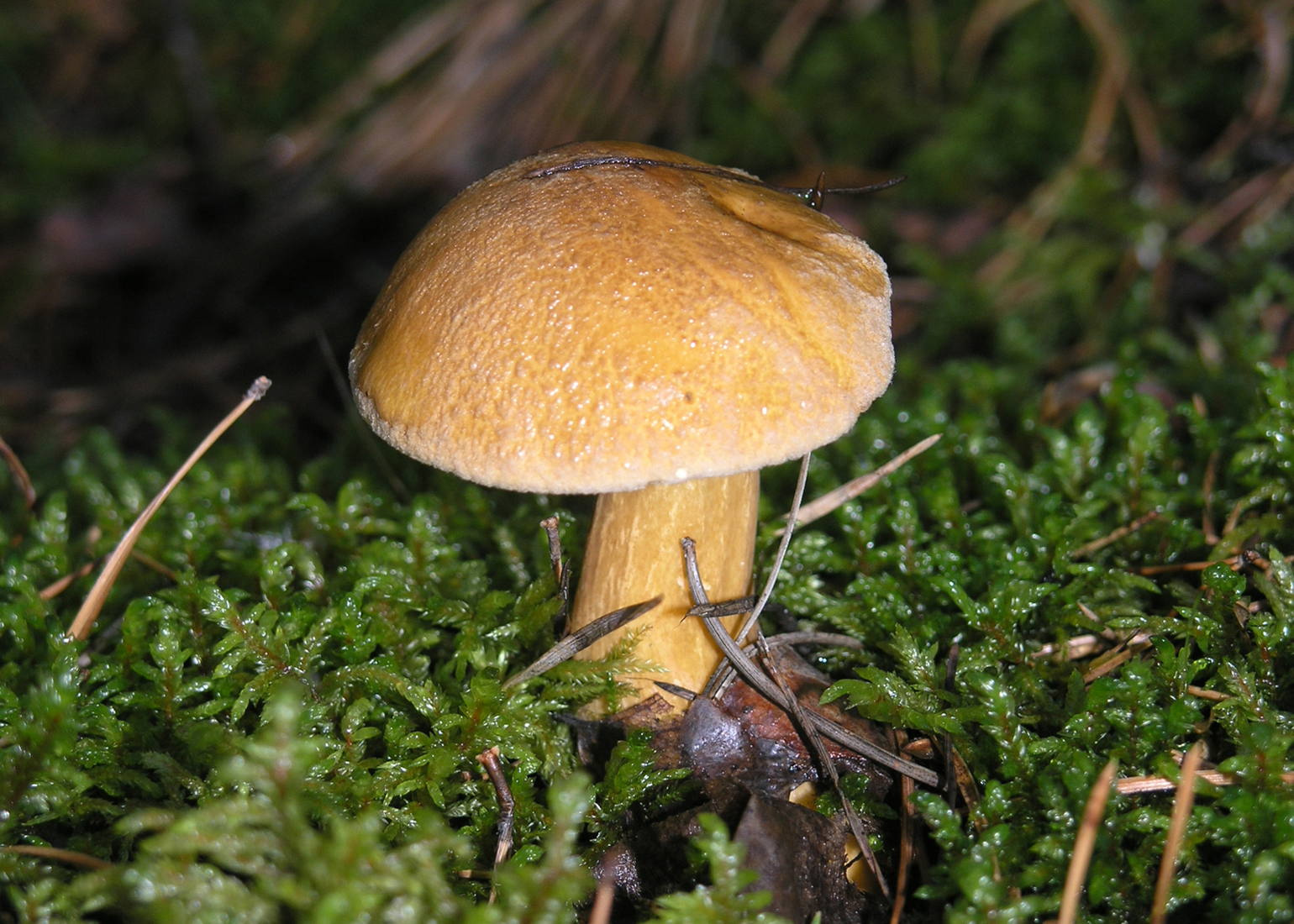 Velvet bolete