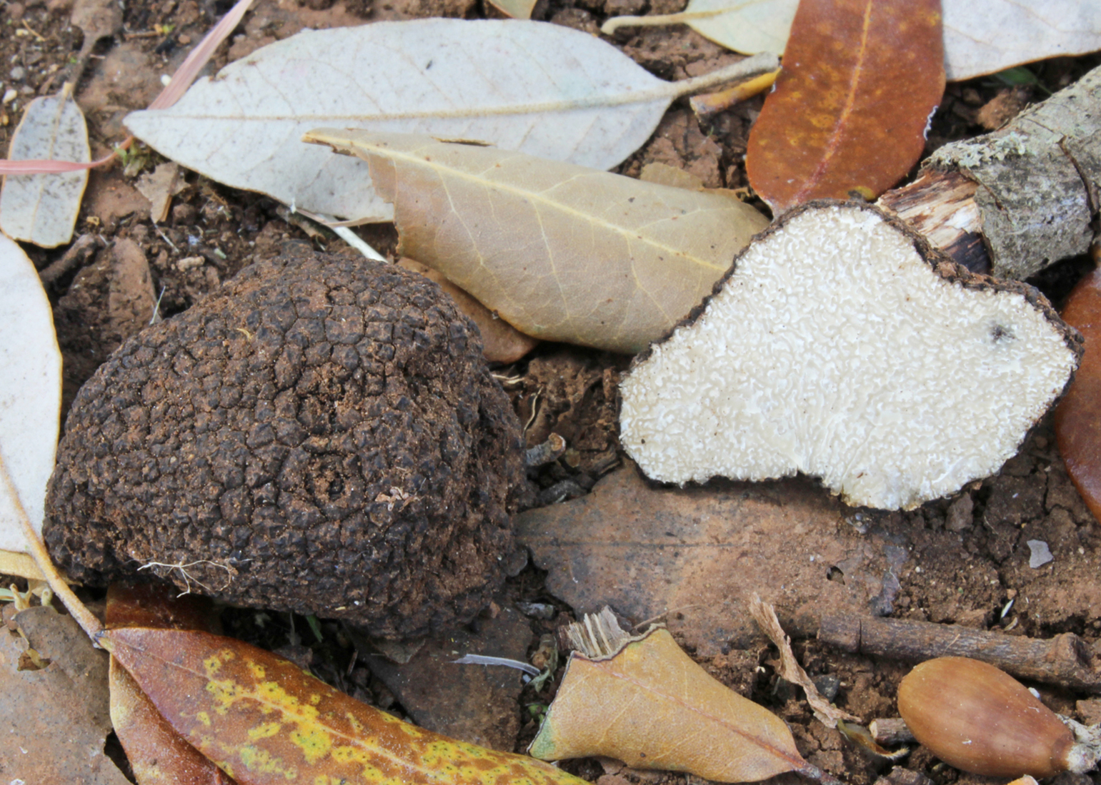 Summer truffle