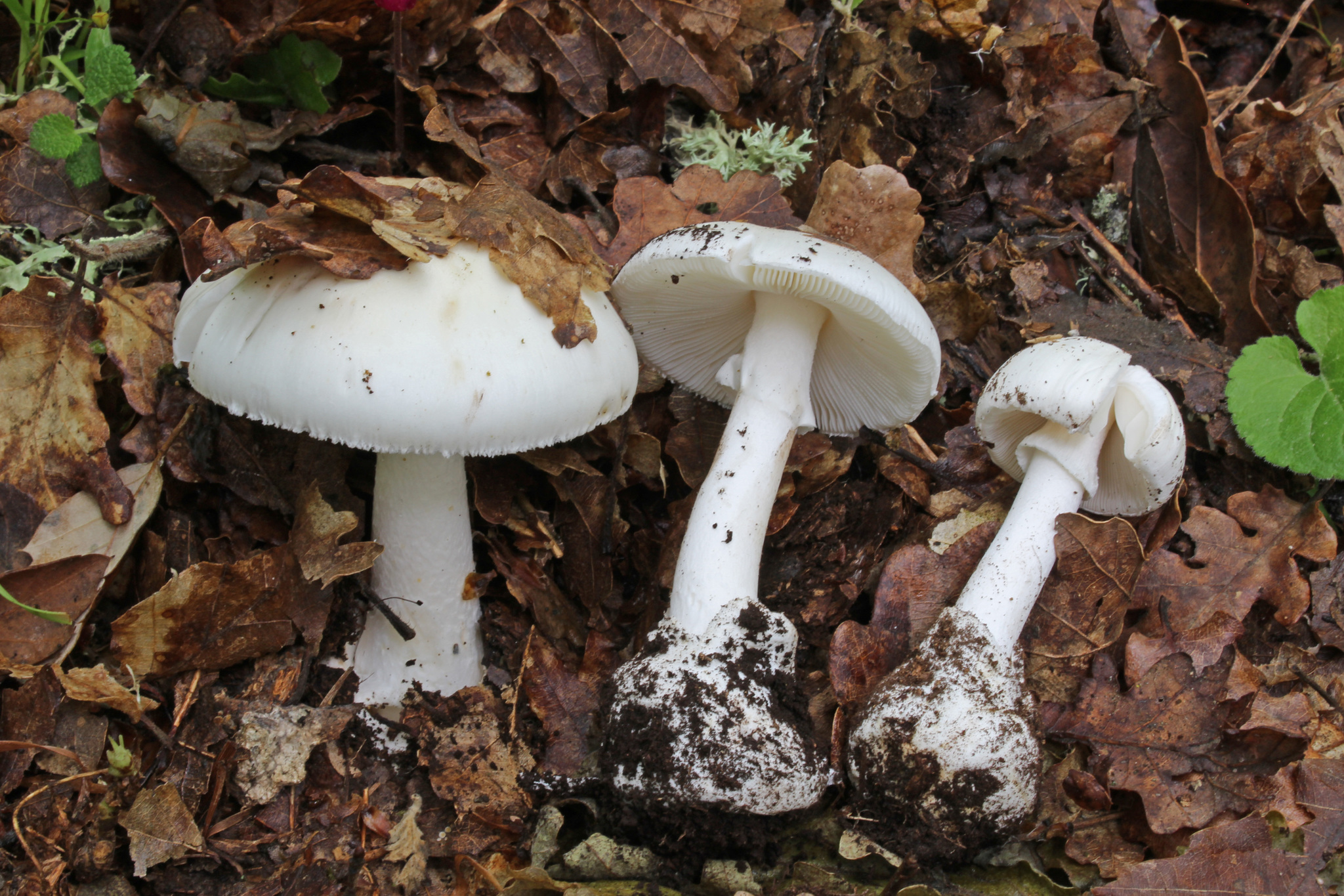 Fool's mushroom
