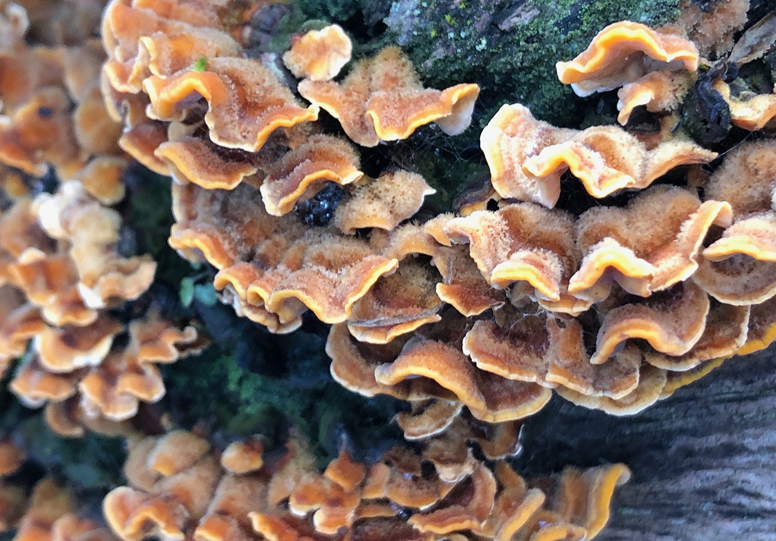 False turkey-tail