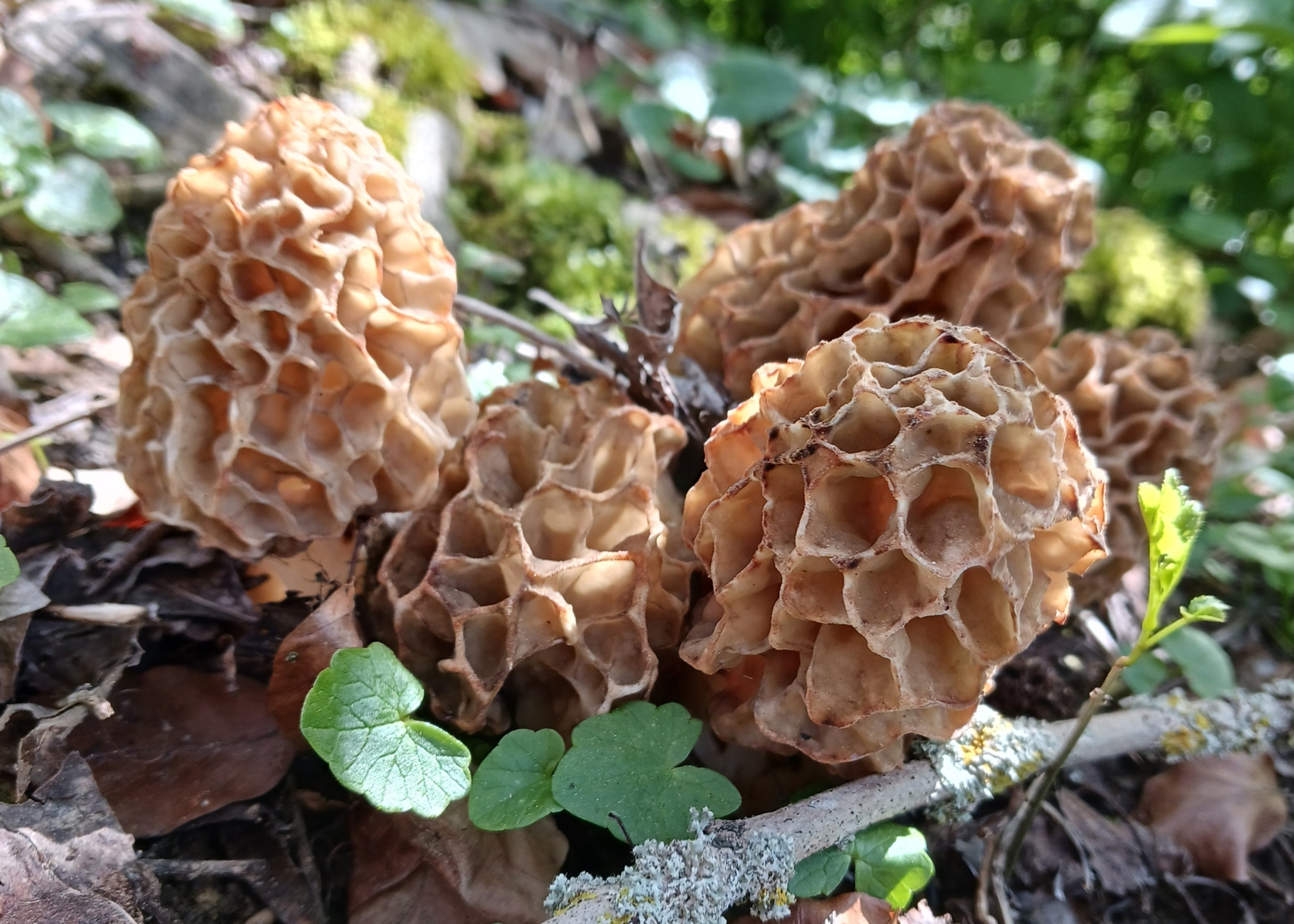 Common morel