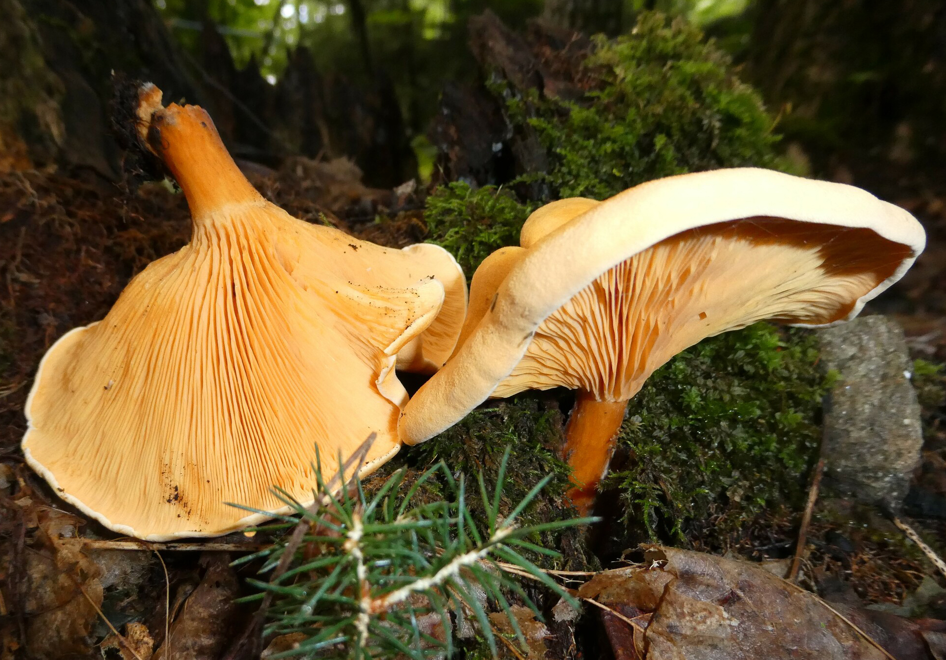 False chanterelle