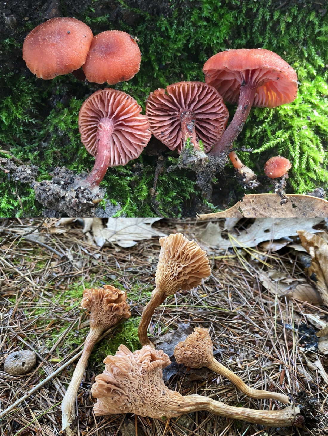 Fruiting Body identification
