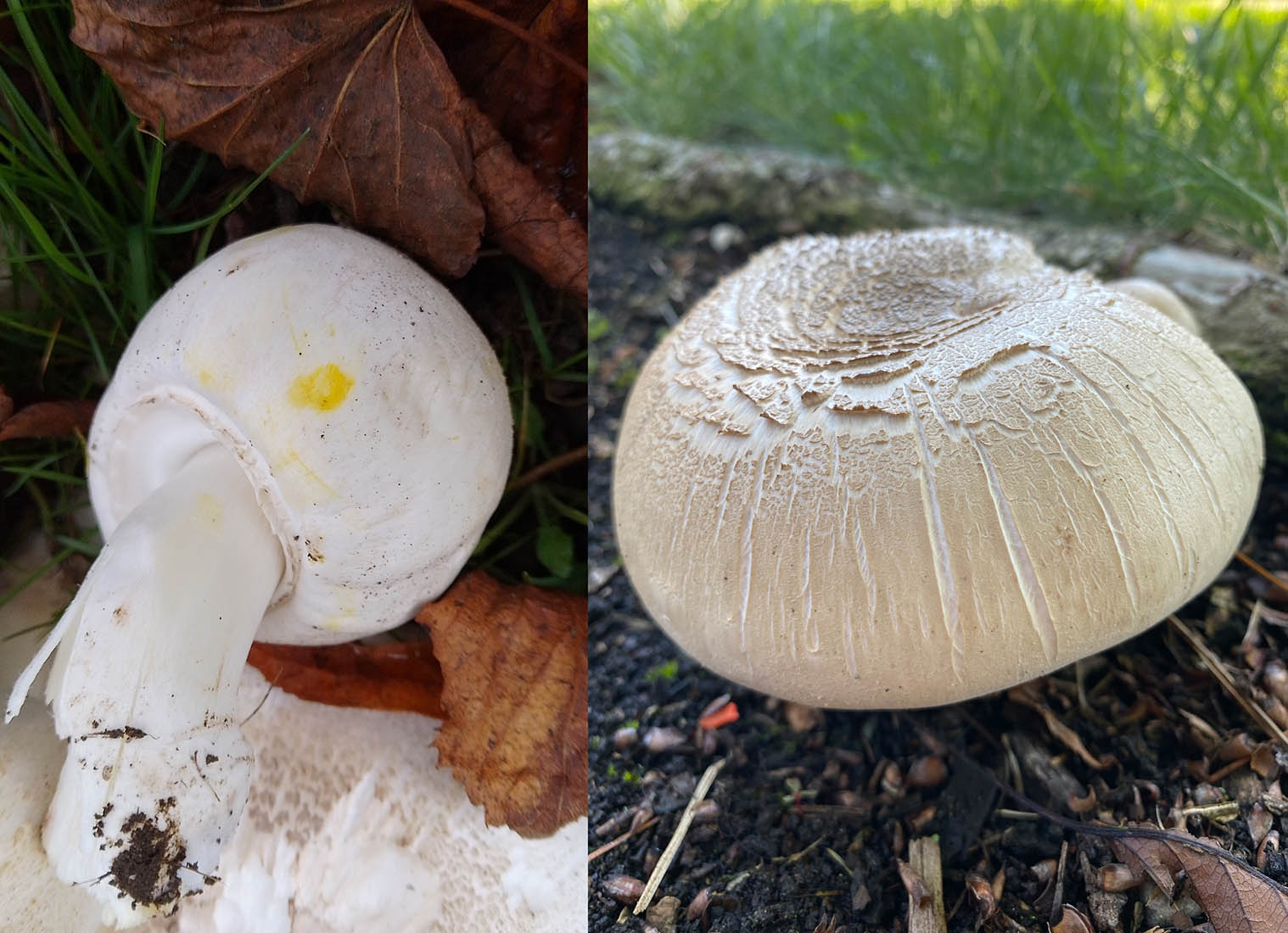 Cap identification