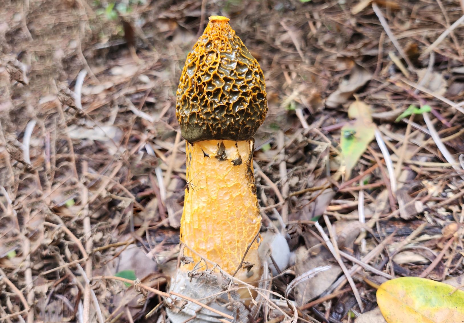 Yellow bridal veil stinkhorn