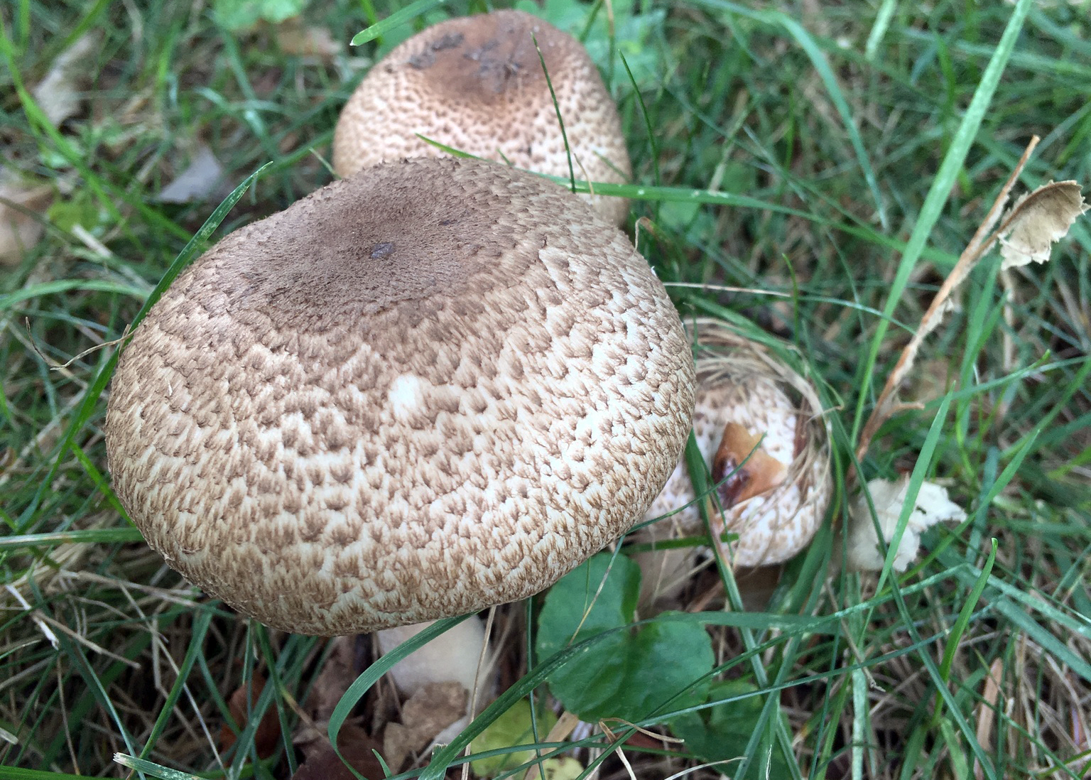 Blushing wood mushroom