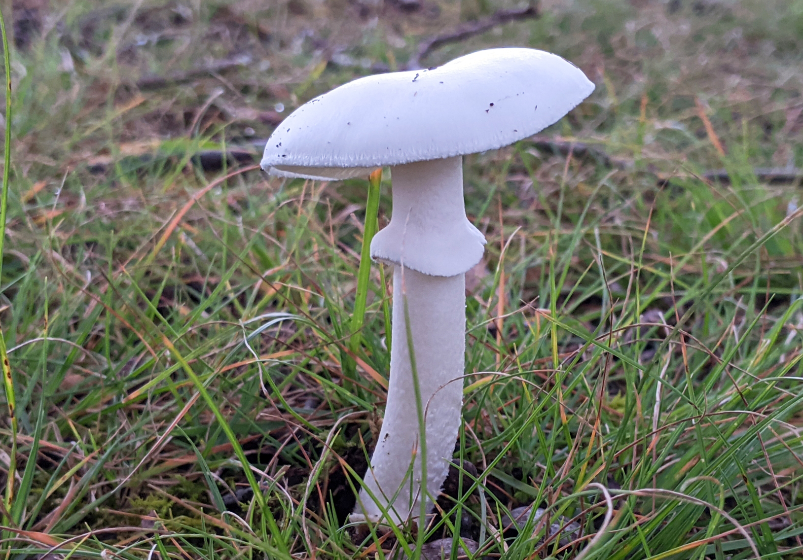 Destroying angel