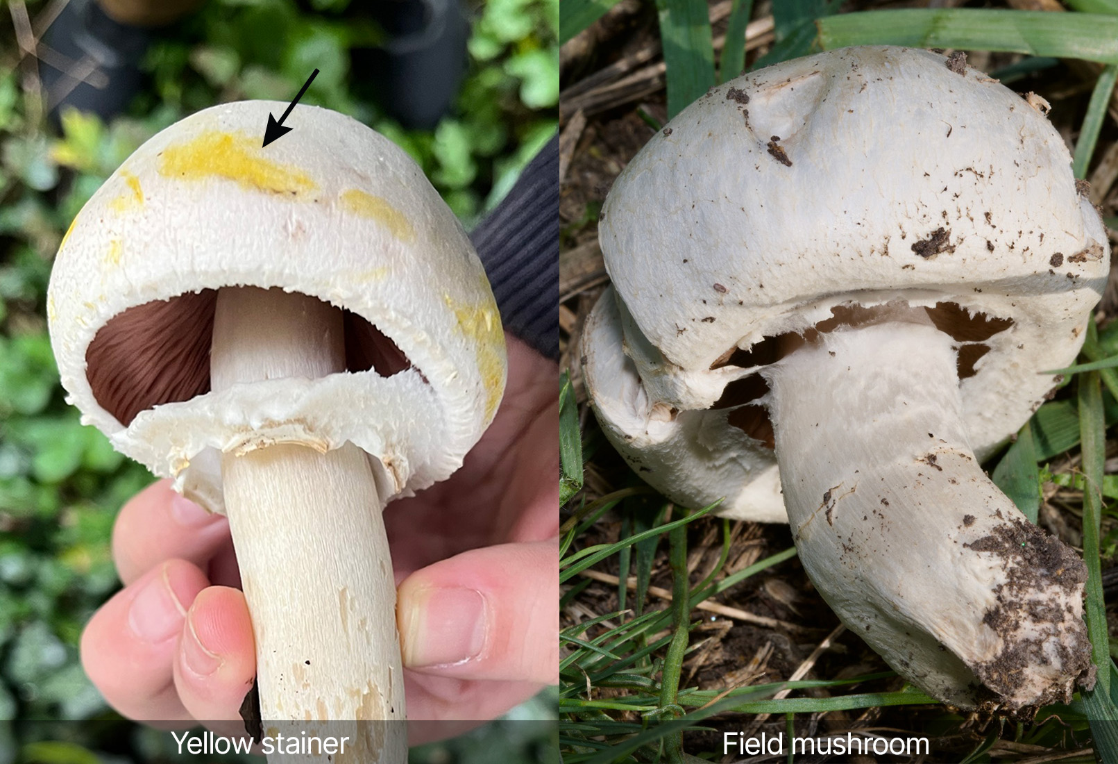 Color identification