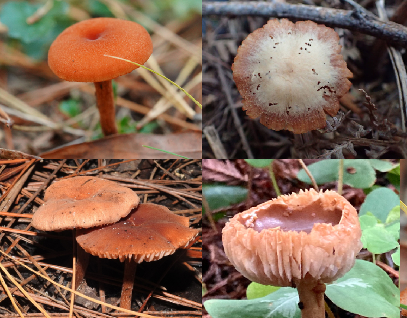 Cap identification