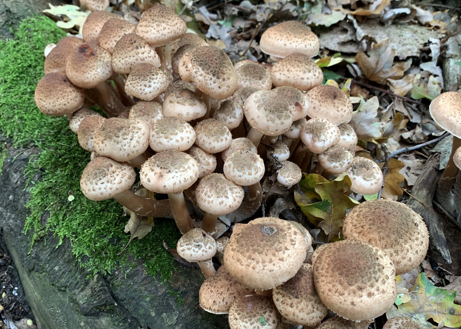 Honey fungus