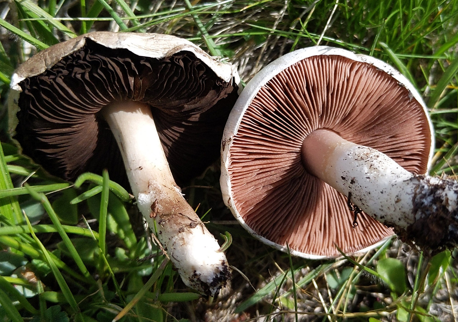 Hymenophore identification