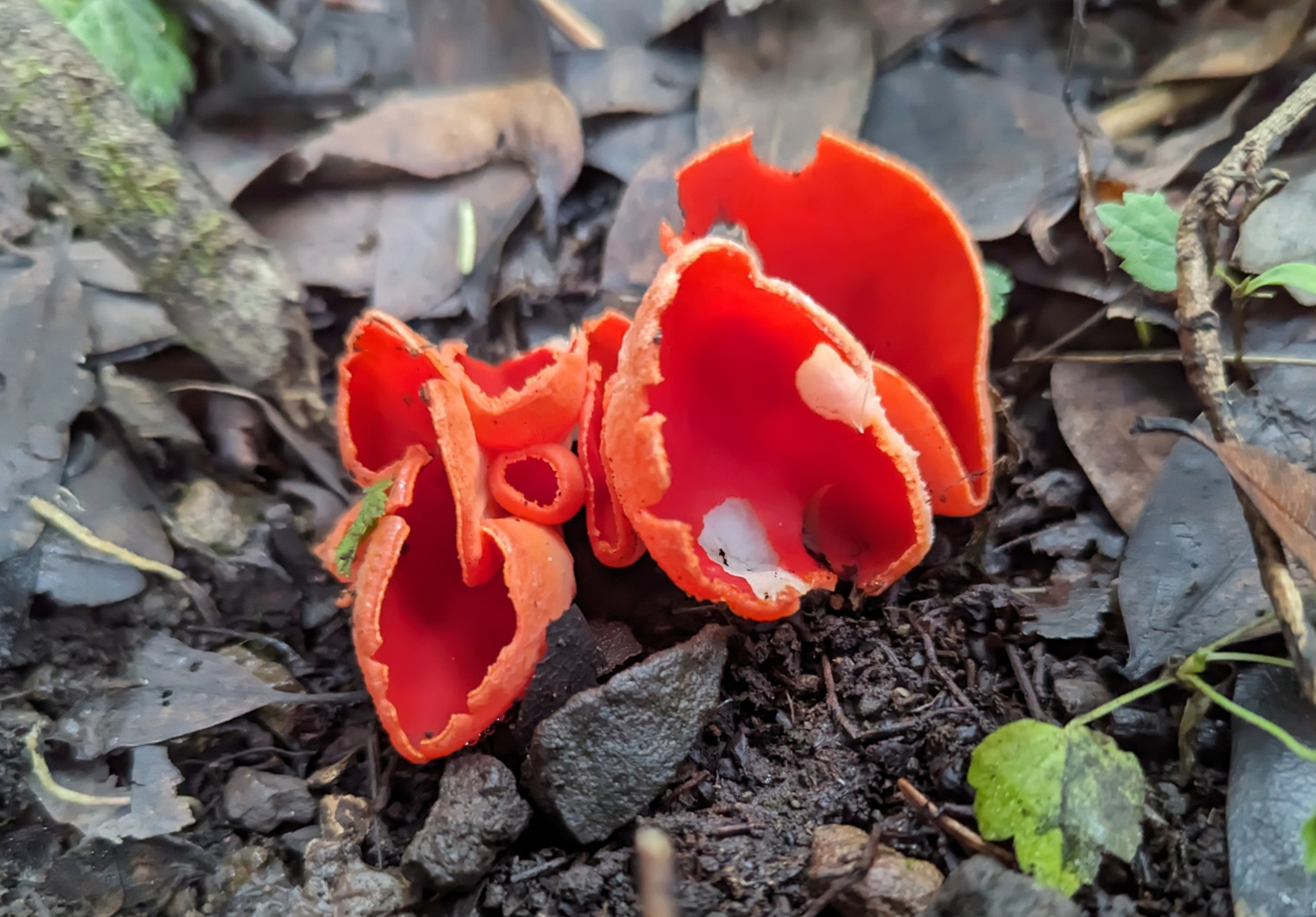 Scarlet cup