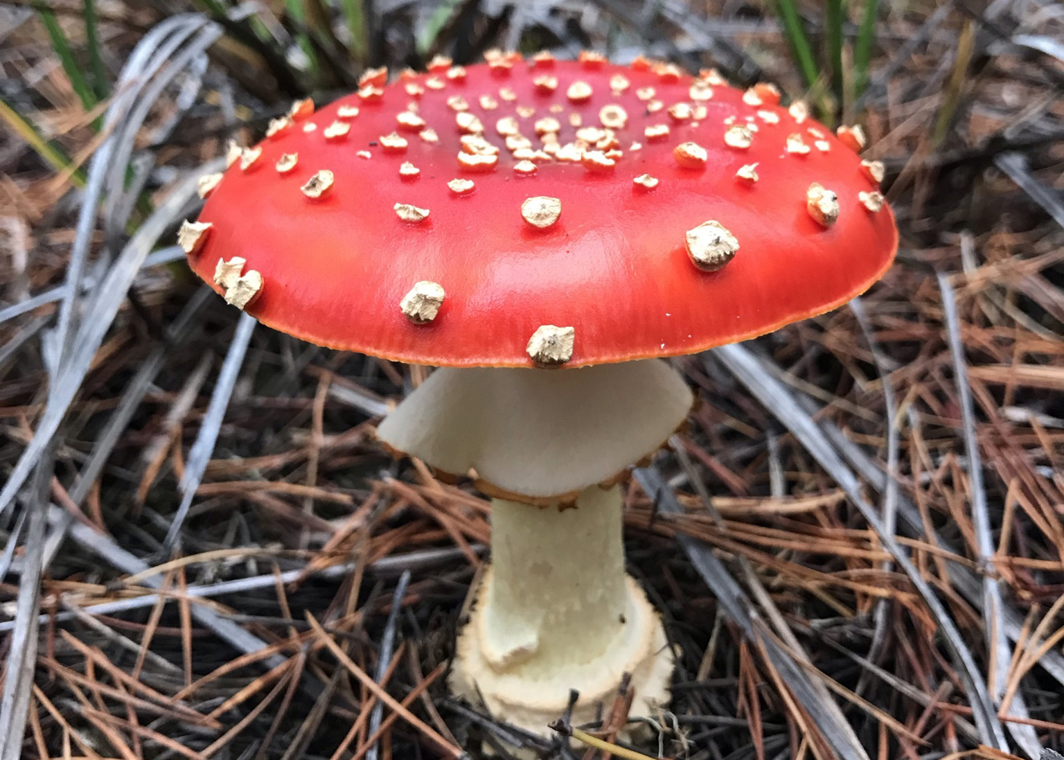 Fly agaric