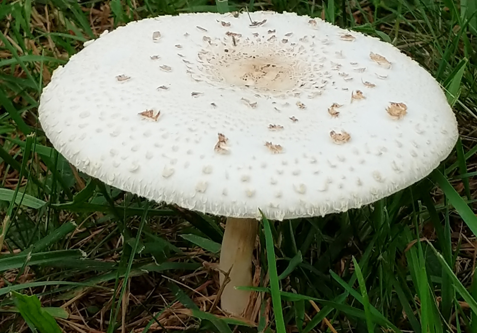 Green-spored parasol