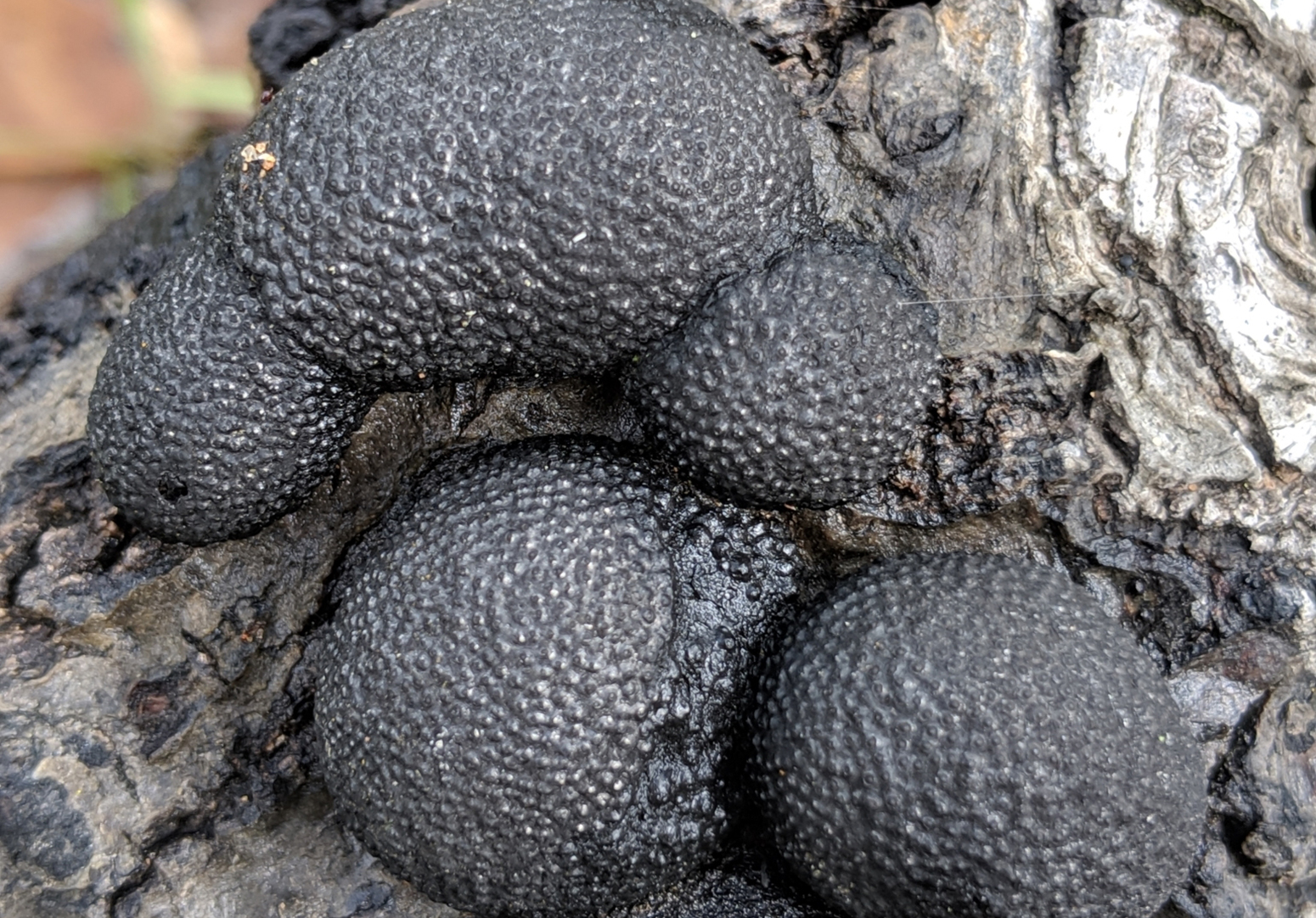 Cramp balls