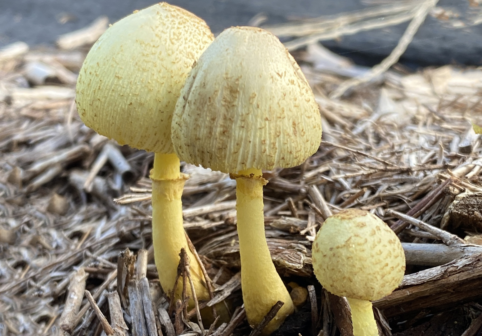 Flowerpot parasol
