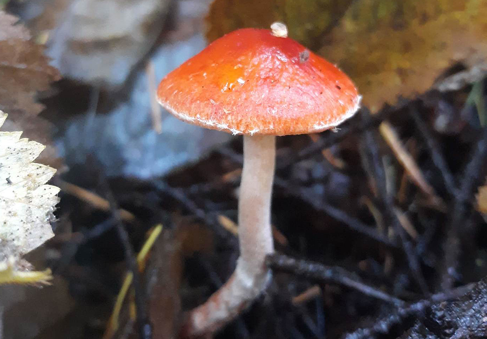 Redlead roundhead
