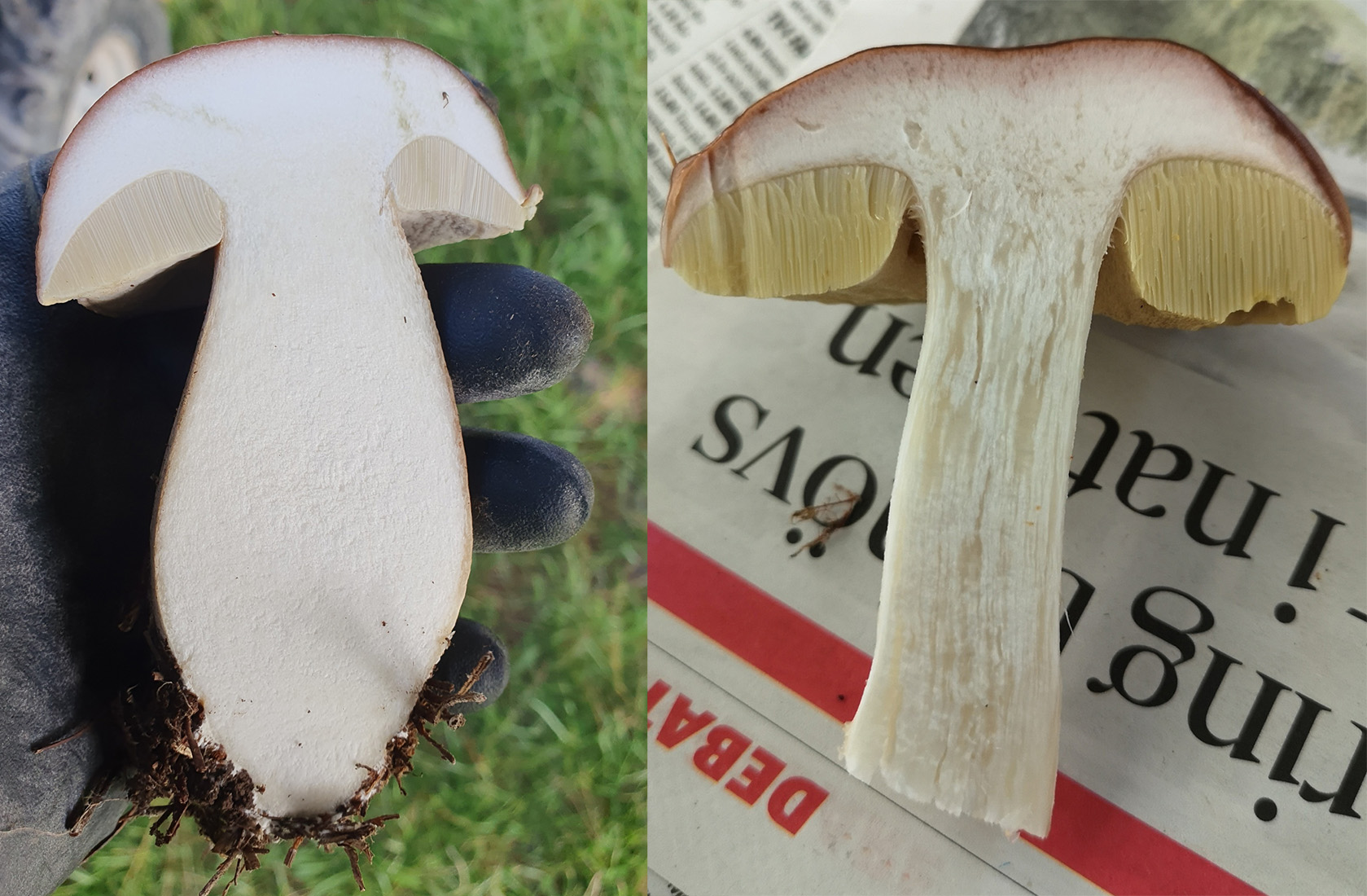 Flesh identification