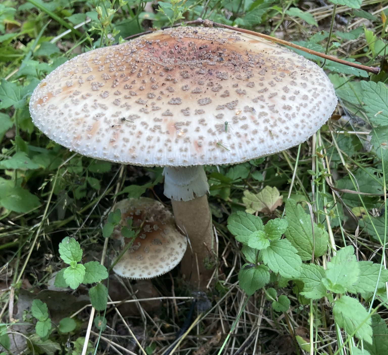 Growth Patterns identification