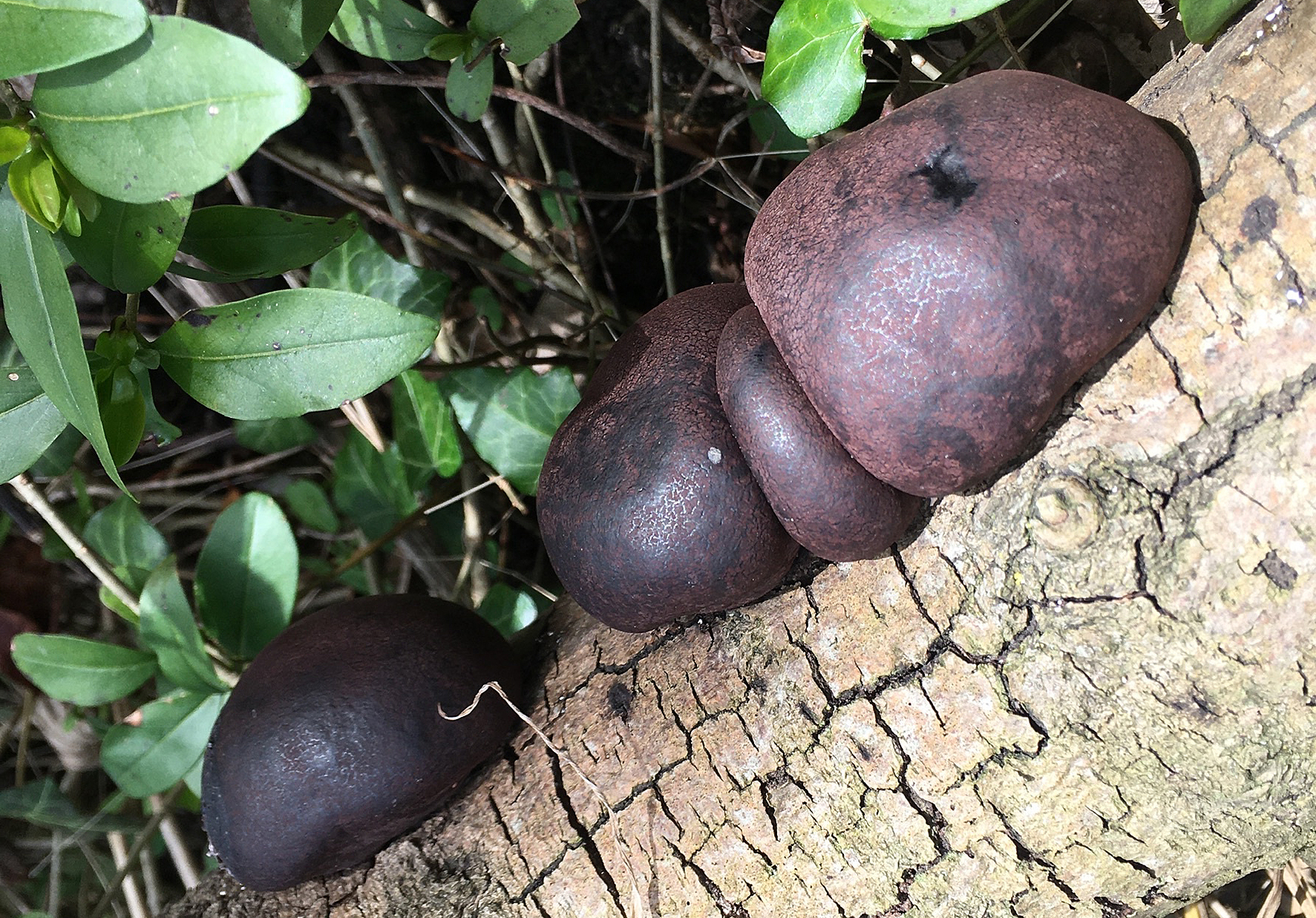 Cramp balls