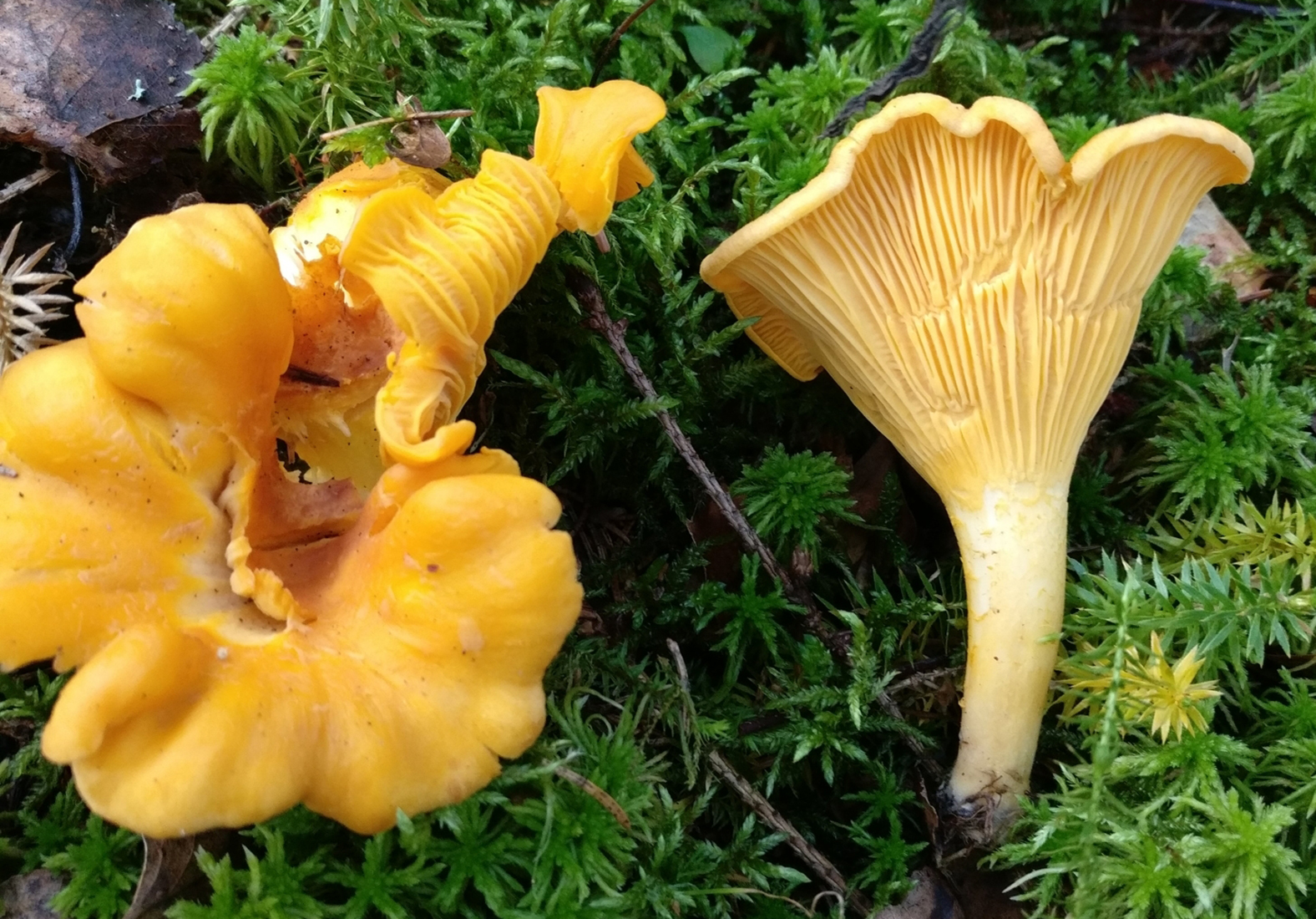 Golden chanterelle