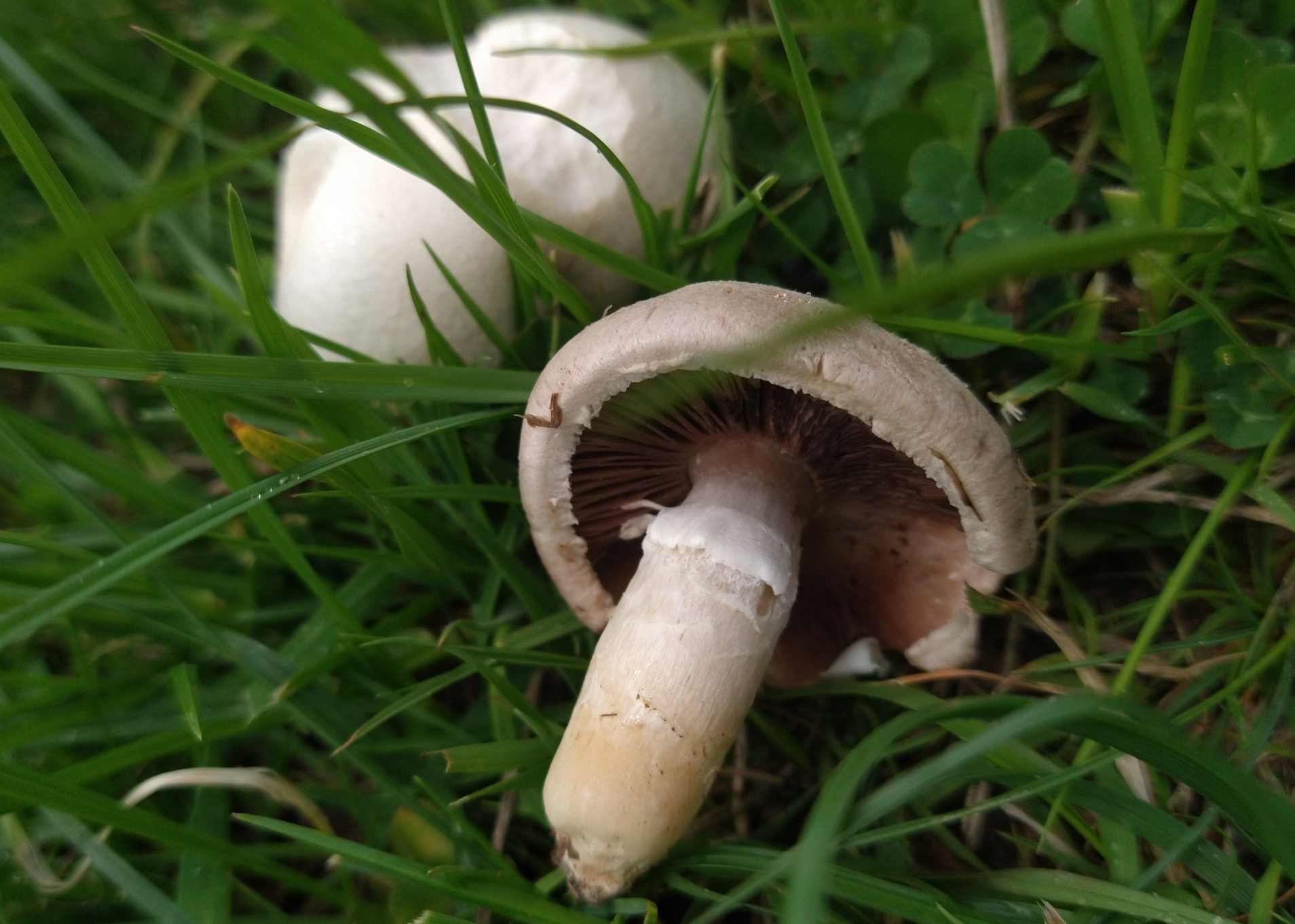 Horse mushroom