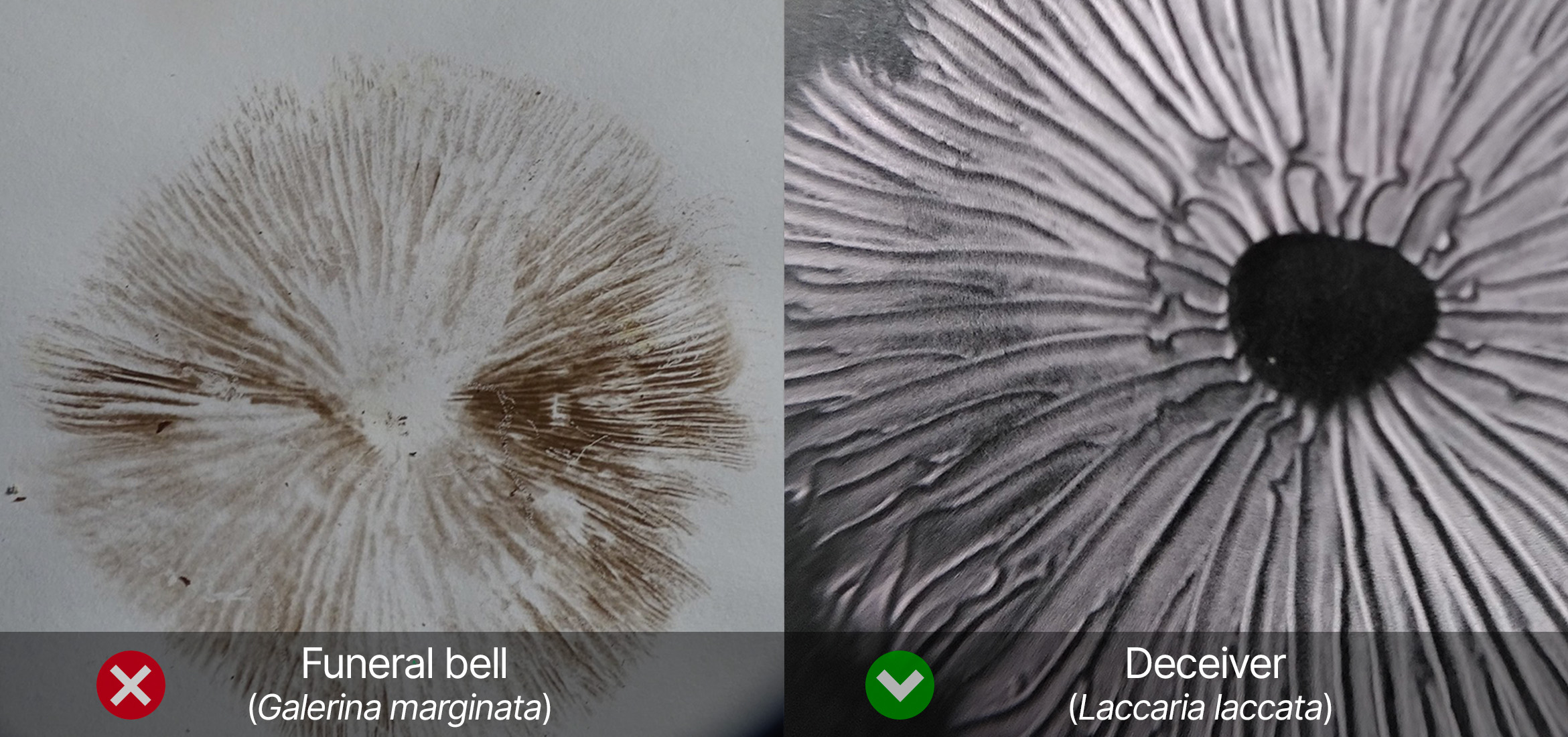 Spore print identification