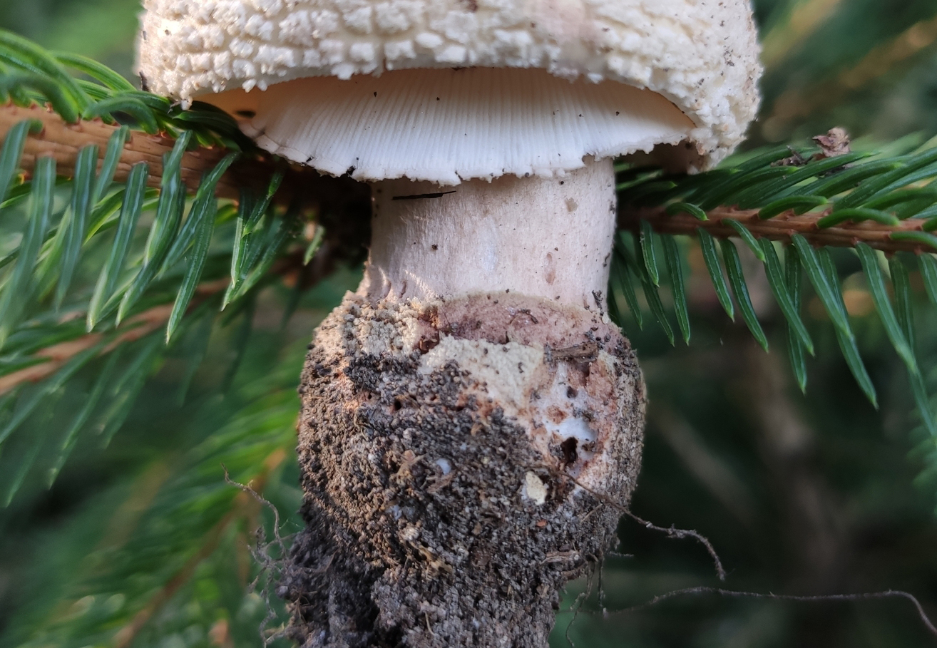 Volva identification