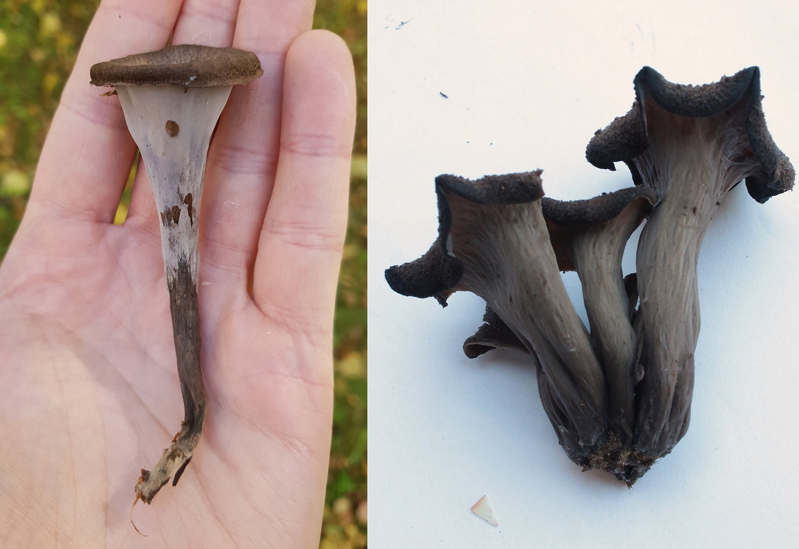 Stem identification