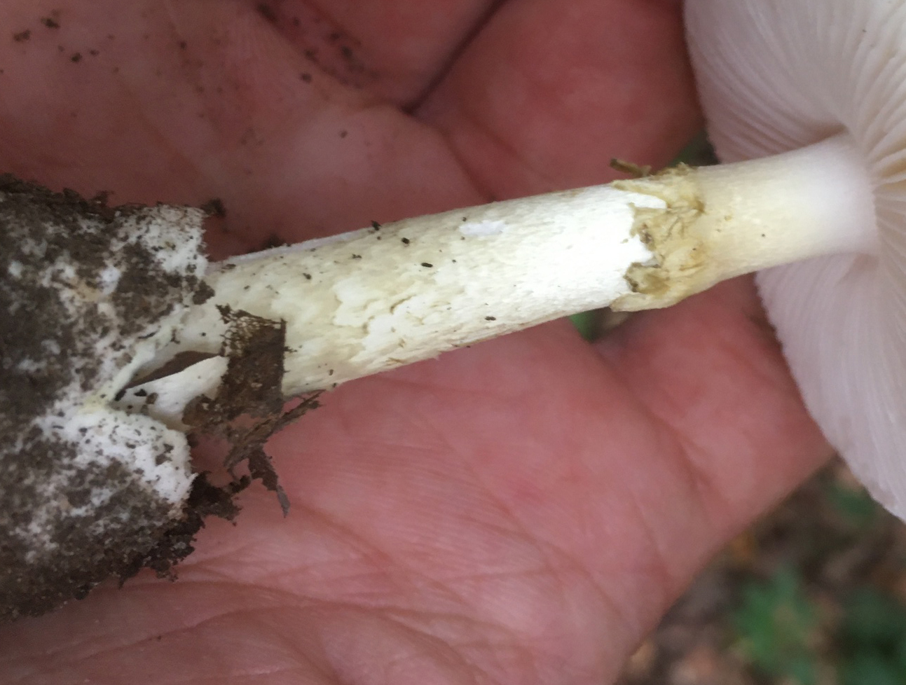 Stem identification