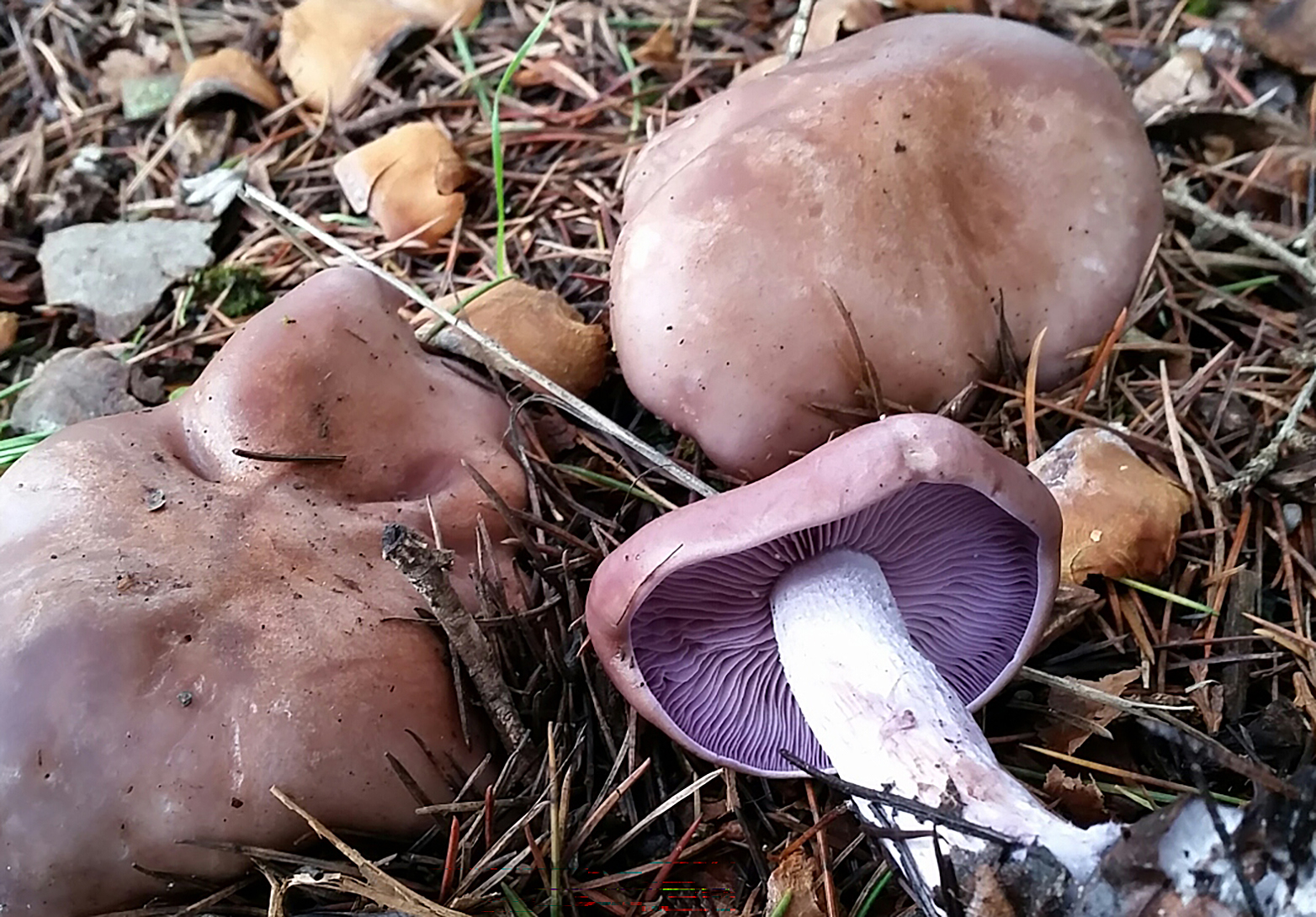 Blewit