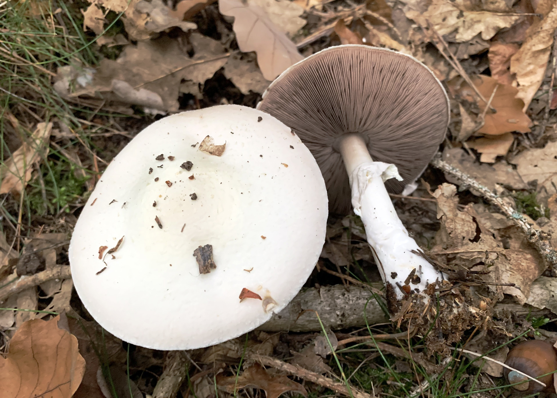 Wood mushroom