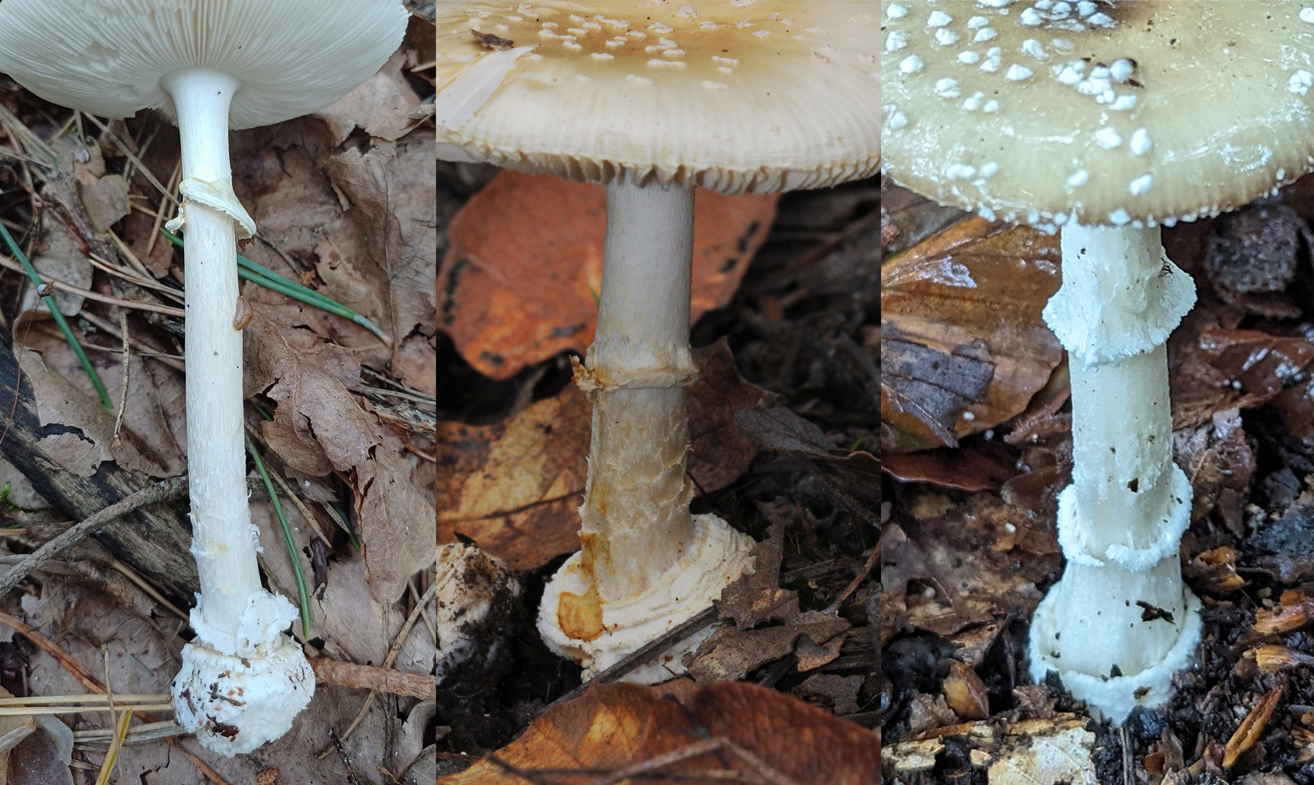 Stem identification