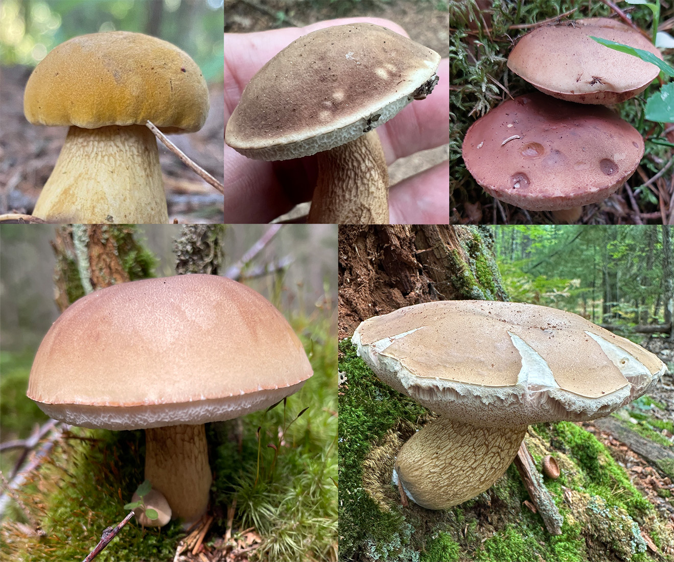 Cap identification