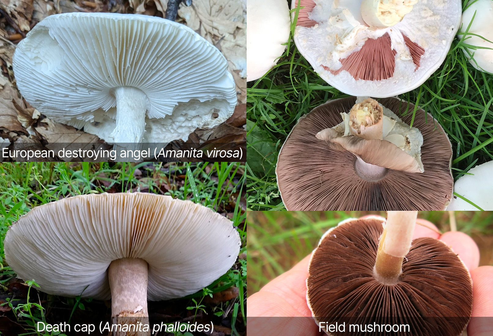 Gills identification