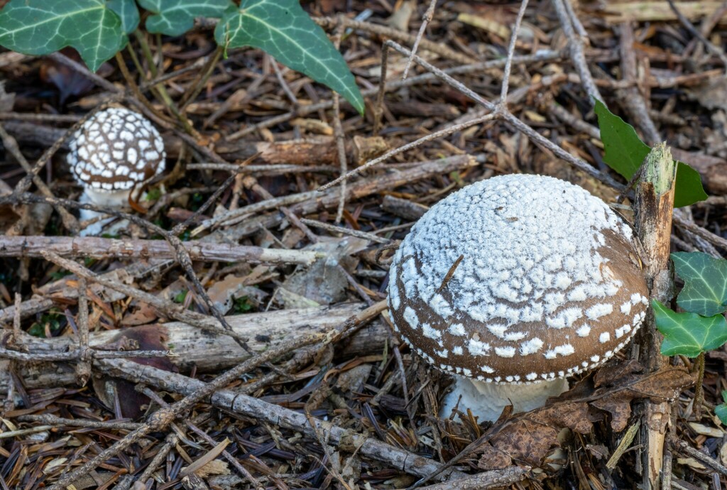 Growth Patterns identification