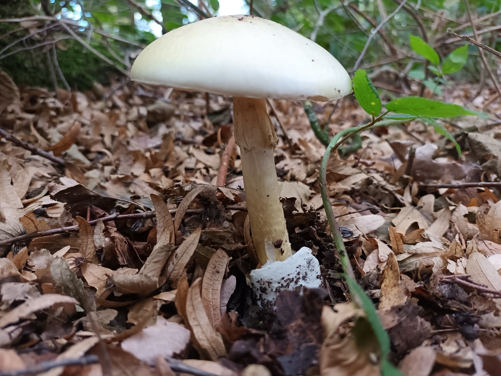 Death cap
