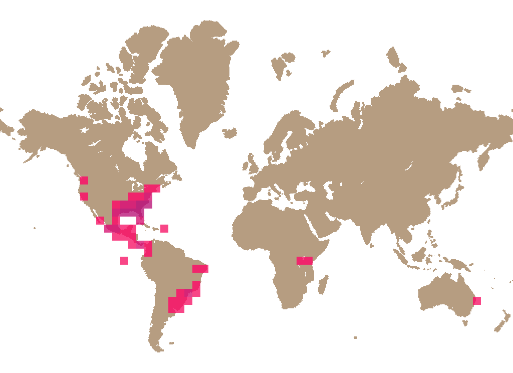 Column stinkhorn (Clathrus columnatus) distribution info