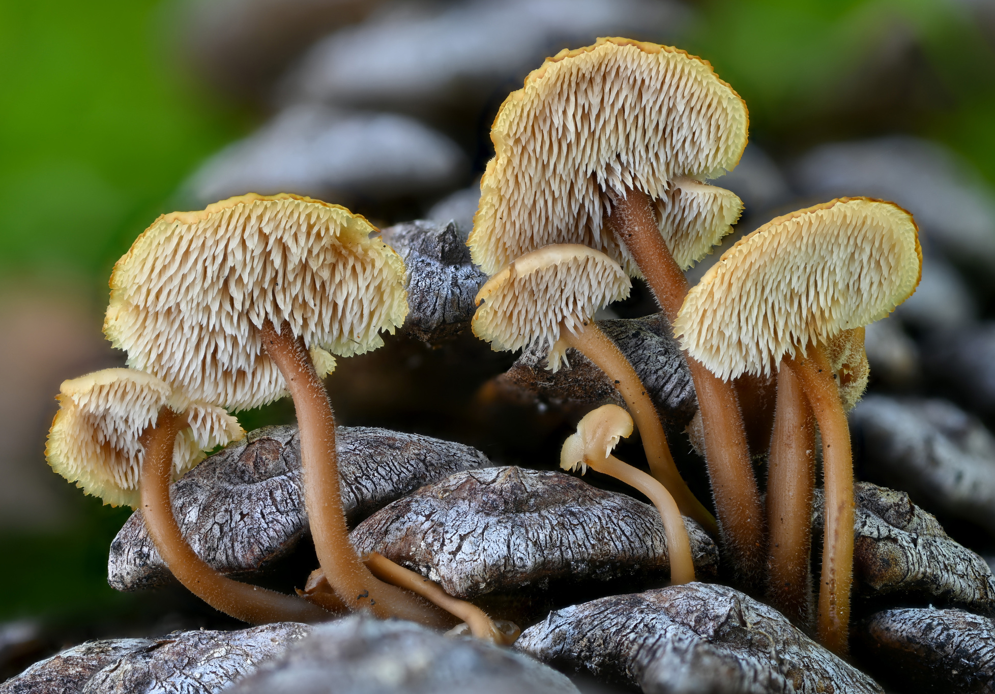 Earpick fungus