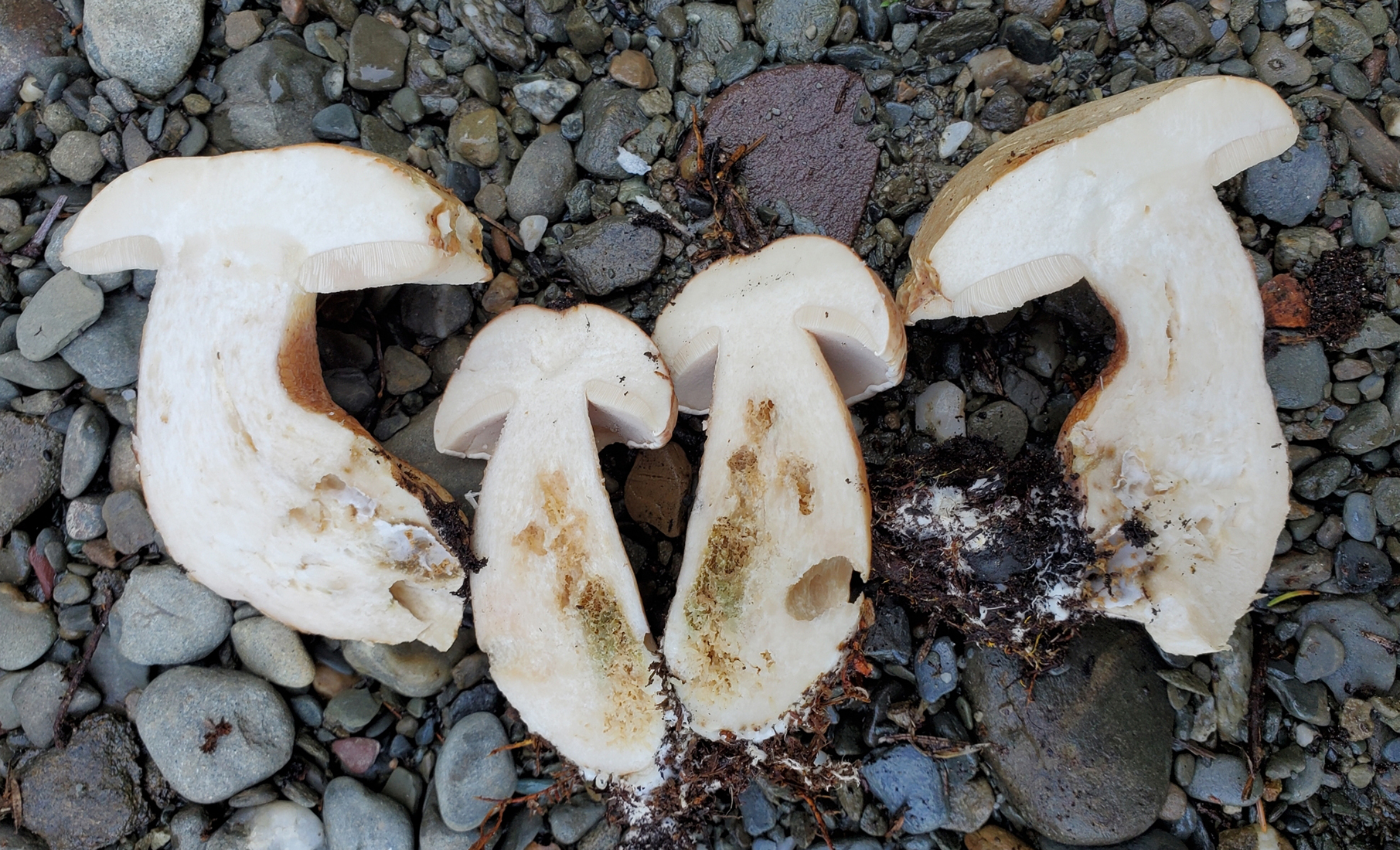 Flesh identification