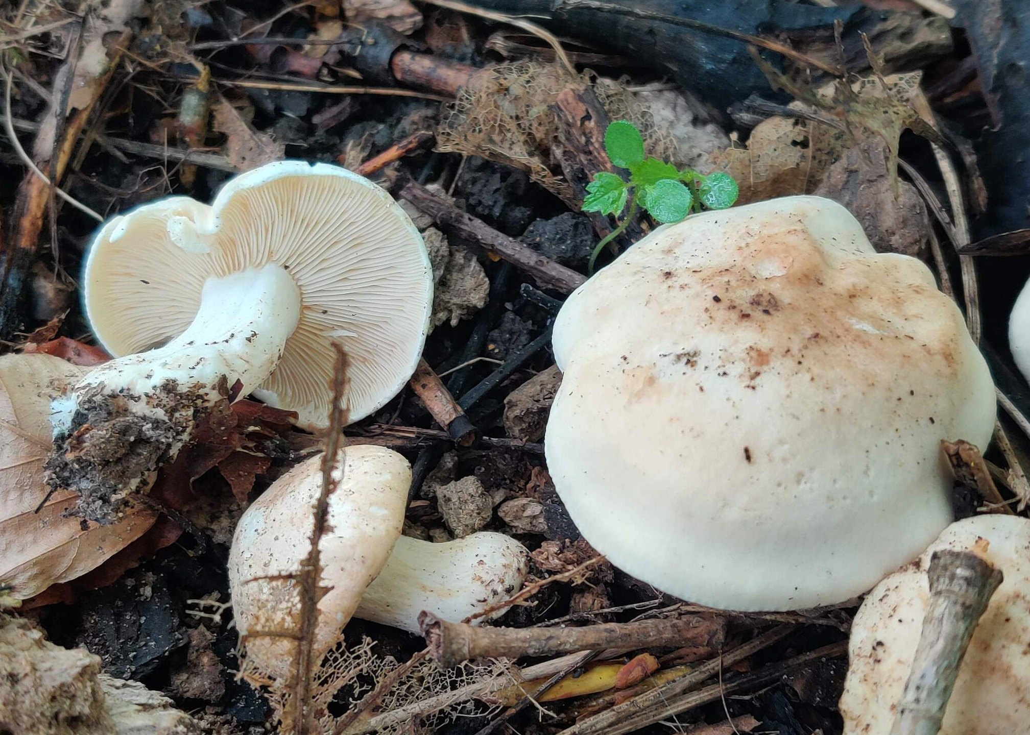 St. George's mushroom